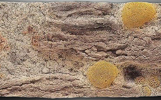 Заказать ЗD фон Red Sea